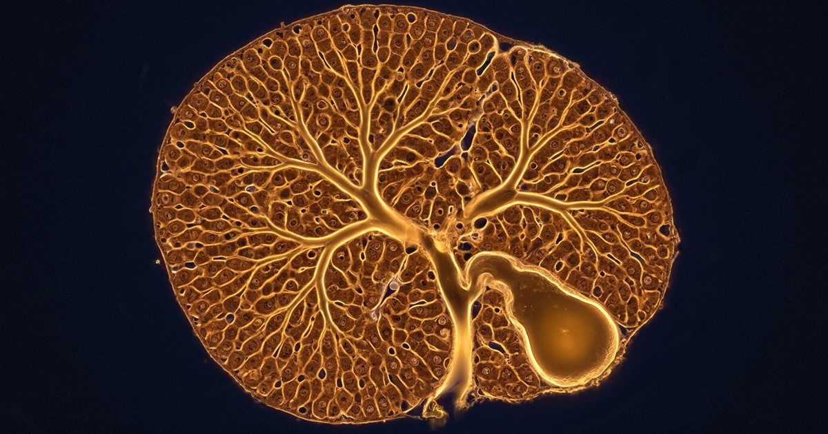 Frequently Asked Questions - TUDCAHub
